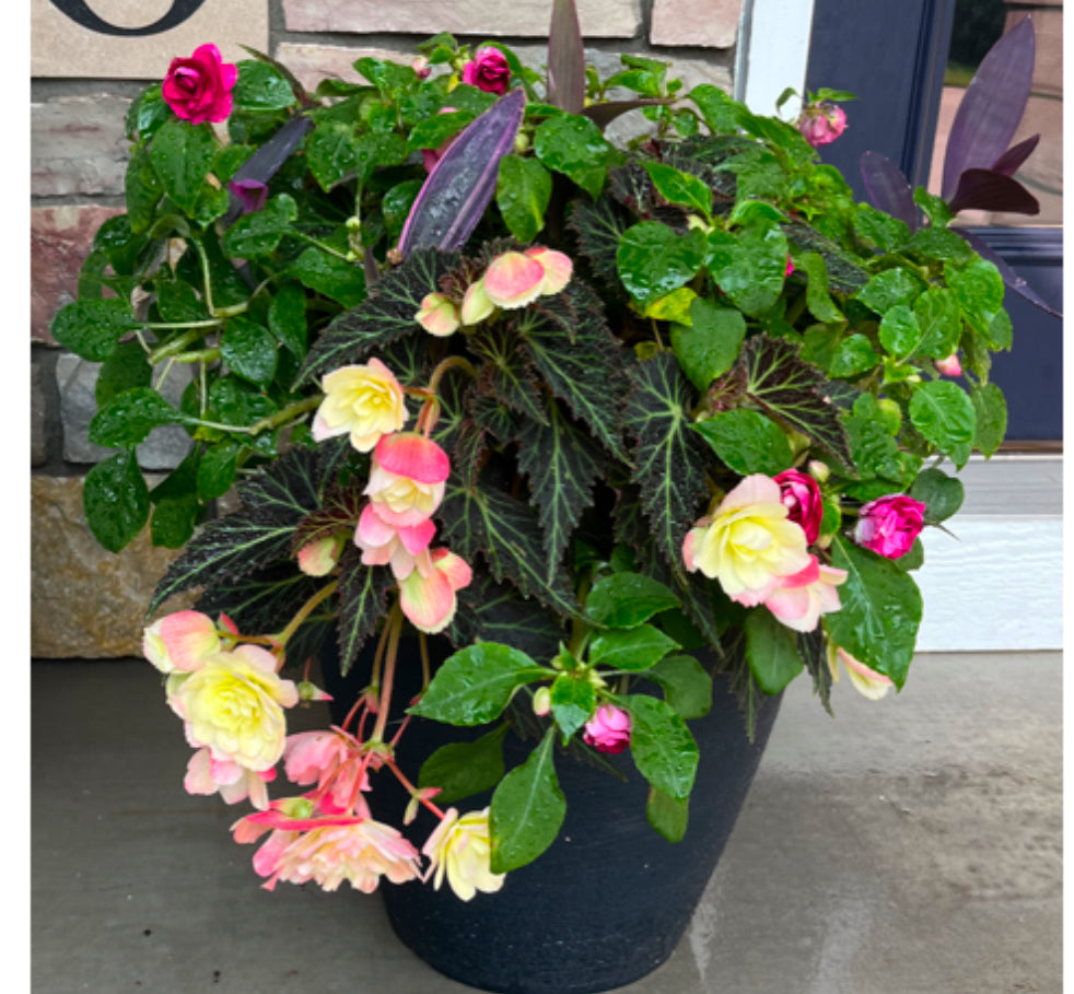 Shade Loving Flowering Combo #1.   12'' Patio Planter, Sun Preference: Partial Shade
