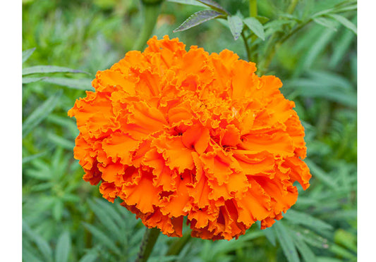 Marigold (African) - Orange Full Flat of 12 (4*12=48 total), Sun Preference: Sun