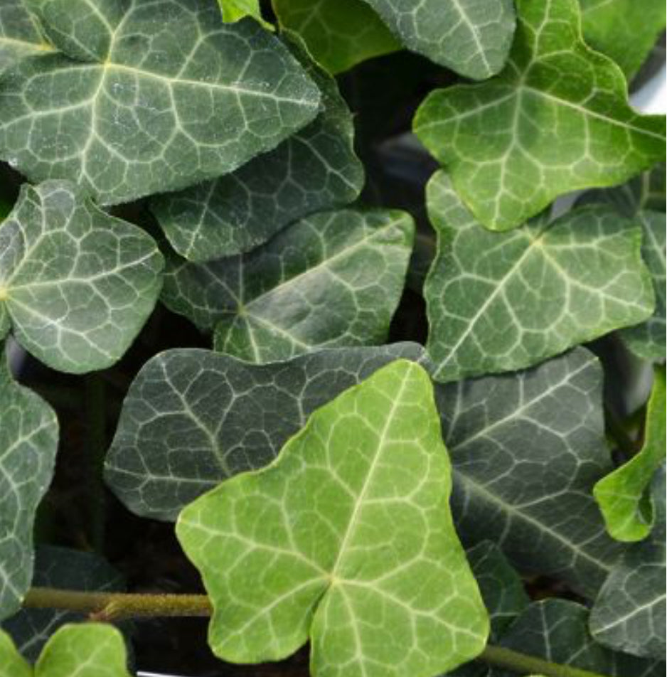 Ivy - NEW Hedera Modern Times English Ivy, Sun Preference: Sun to Partial Shade