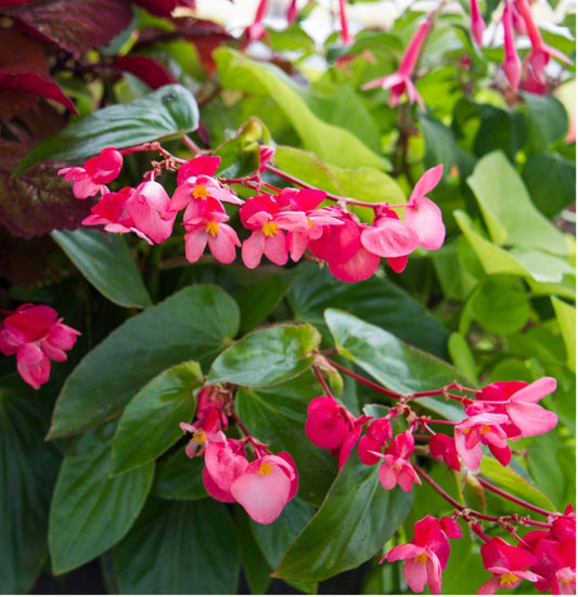 Begonia (Dragonwing) -NEW pink, Sun Preference: Partial Shade