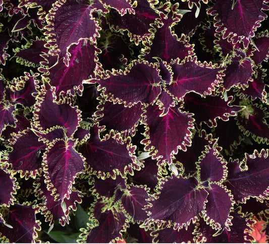 Coleus (sun) - Solar Flare, Sun Preference: Sun