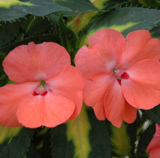 Sunpatiens - salmon, Sun Preference: Sun