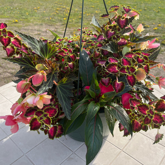 Premium Combo Begonia Iconia Lemon Berry, Sun Preference: Partial Shade