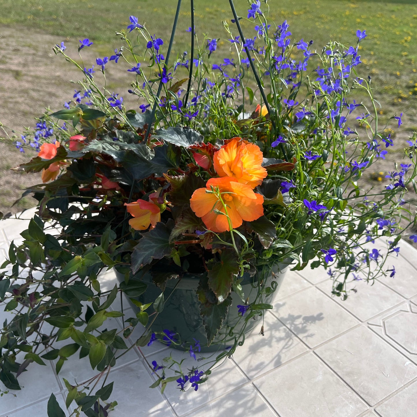 Premium Combo Begonia Iconia First Kiss (pink), Sun Preference: Partial Shade