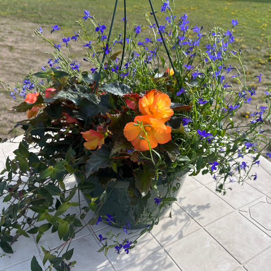 Premium Combo Begonia Iconia First Kiss (pink), Sun Preference: Partial Shade