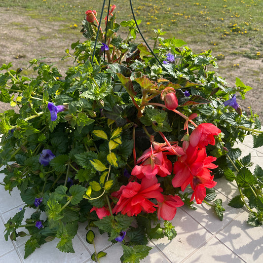 Premium Combo Begonia Iconia Miss Malibu (red/coral), Sun Preference: Partial Shade