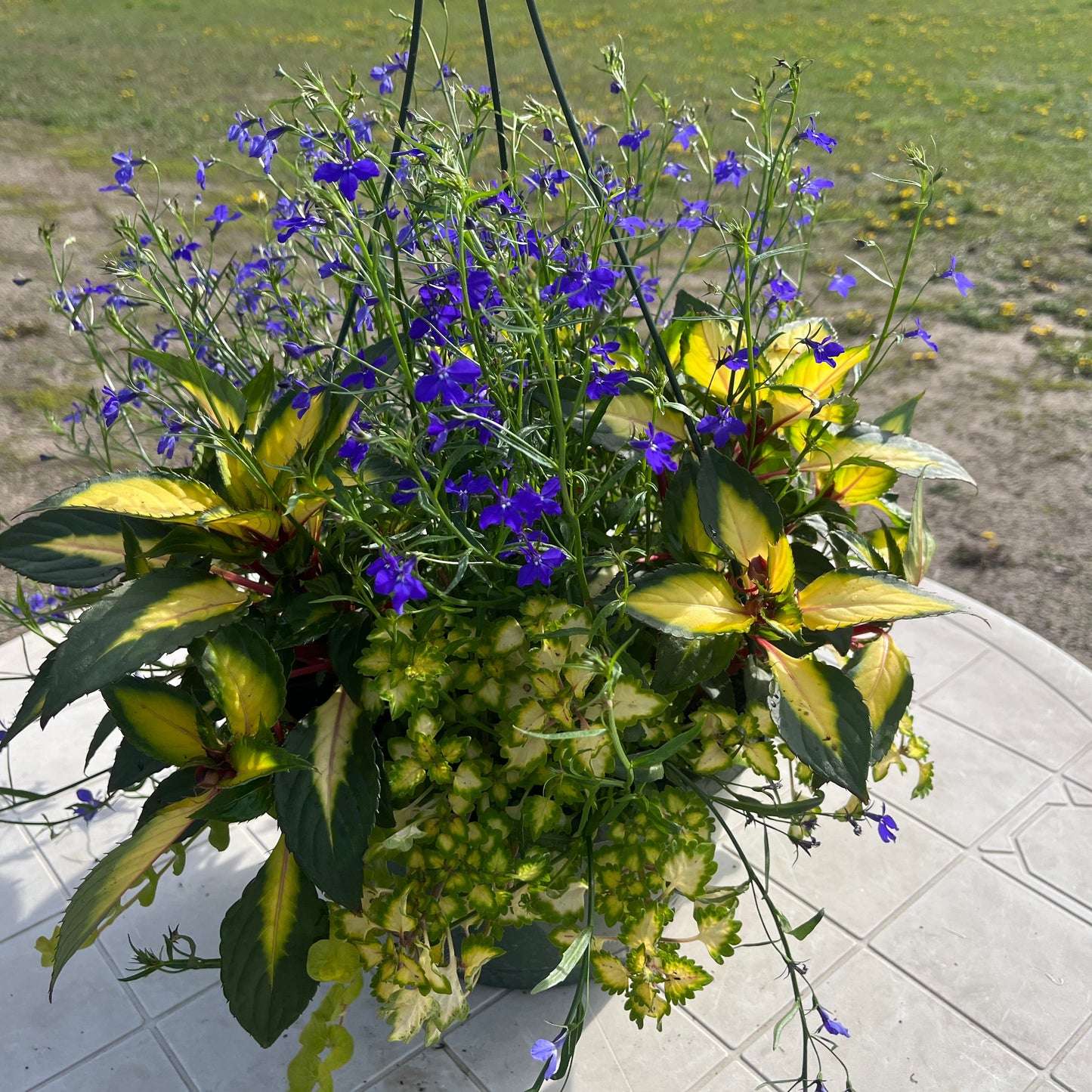 Premium Combo Impatiens  Tropical Rose, coleus lime, lobelia blue,  lysimachia, Sun Preference: Sun