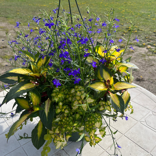 Premium Combo Impatiens  Tropical Rose, coleus lime, lobelia blue,  lysimachia, Sun Preference: Sun