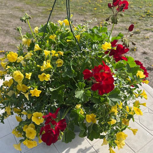 Premium Combo Geranium - Calliope dark red, Bidens yellow, Euphorbia  white, Sun Preference: Sun