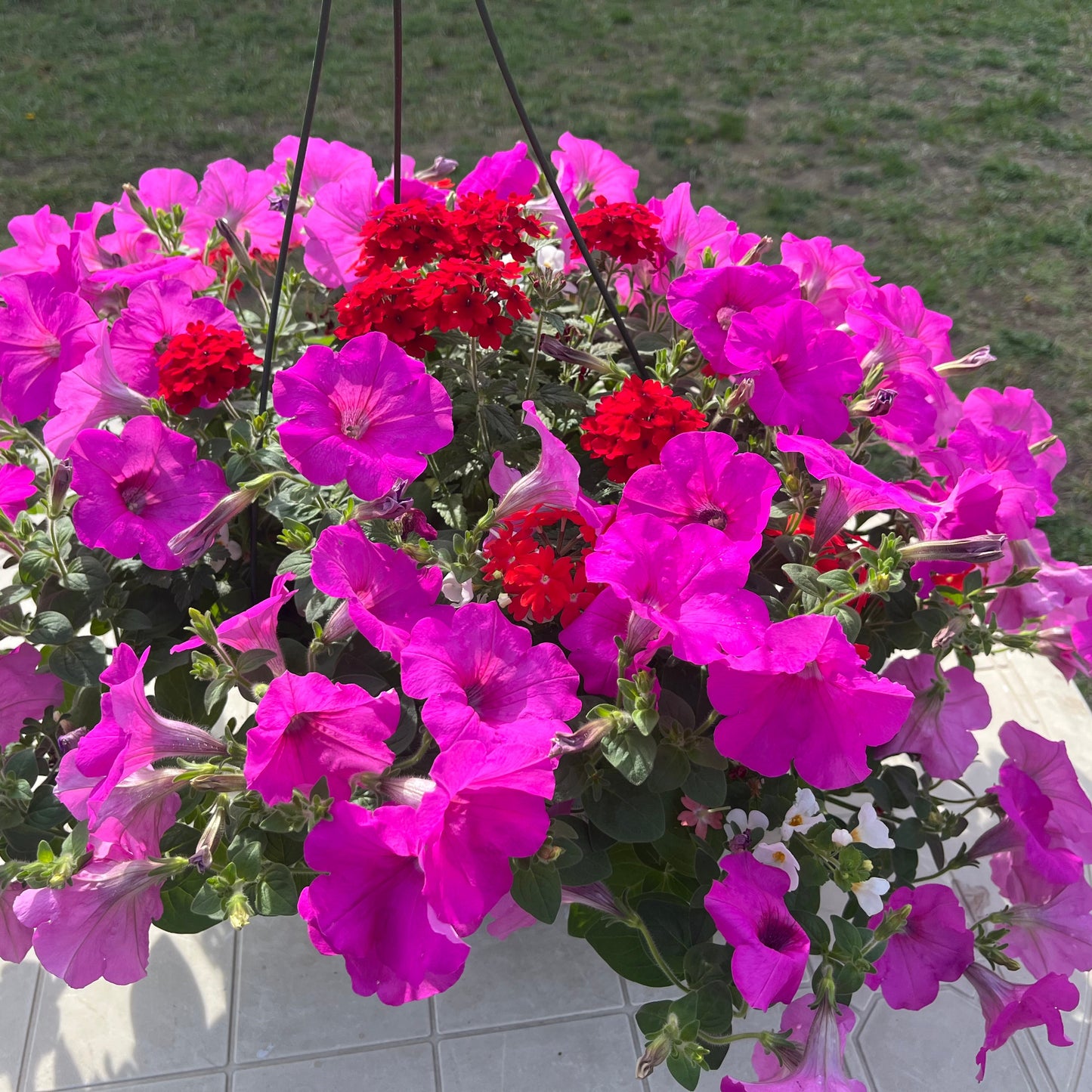 Premium Combo NEW Petunia Wave Hot Pink, Verbena purple, Bacopa white, Sun Preference: Sun