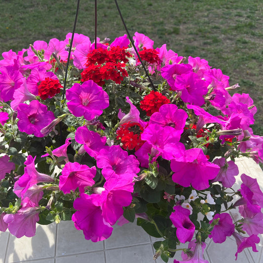 Premium Combo NEW Petunia Wave Hot Pink, Verbena purple, Bacopa white, Sun Preference: Sun
