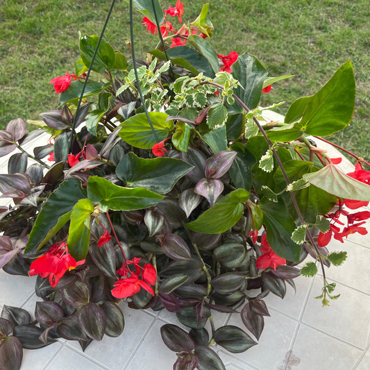 Premium Combo Begonia Dragonwing red, Wandering Jew, Candlestick Vine, Sun Preference: Partial Shade