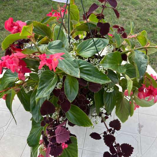Premium Combo Begonia Dragonwing - pink, Lobularia - white, Coleus - Niagara, Sun Preference: Partial Shade