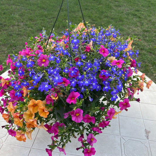 Premium Combo Calibrachoa Million Bells - hot pink, orange, Lobelia - blue/purple, Sun Preference: Sun