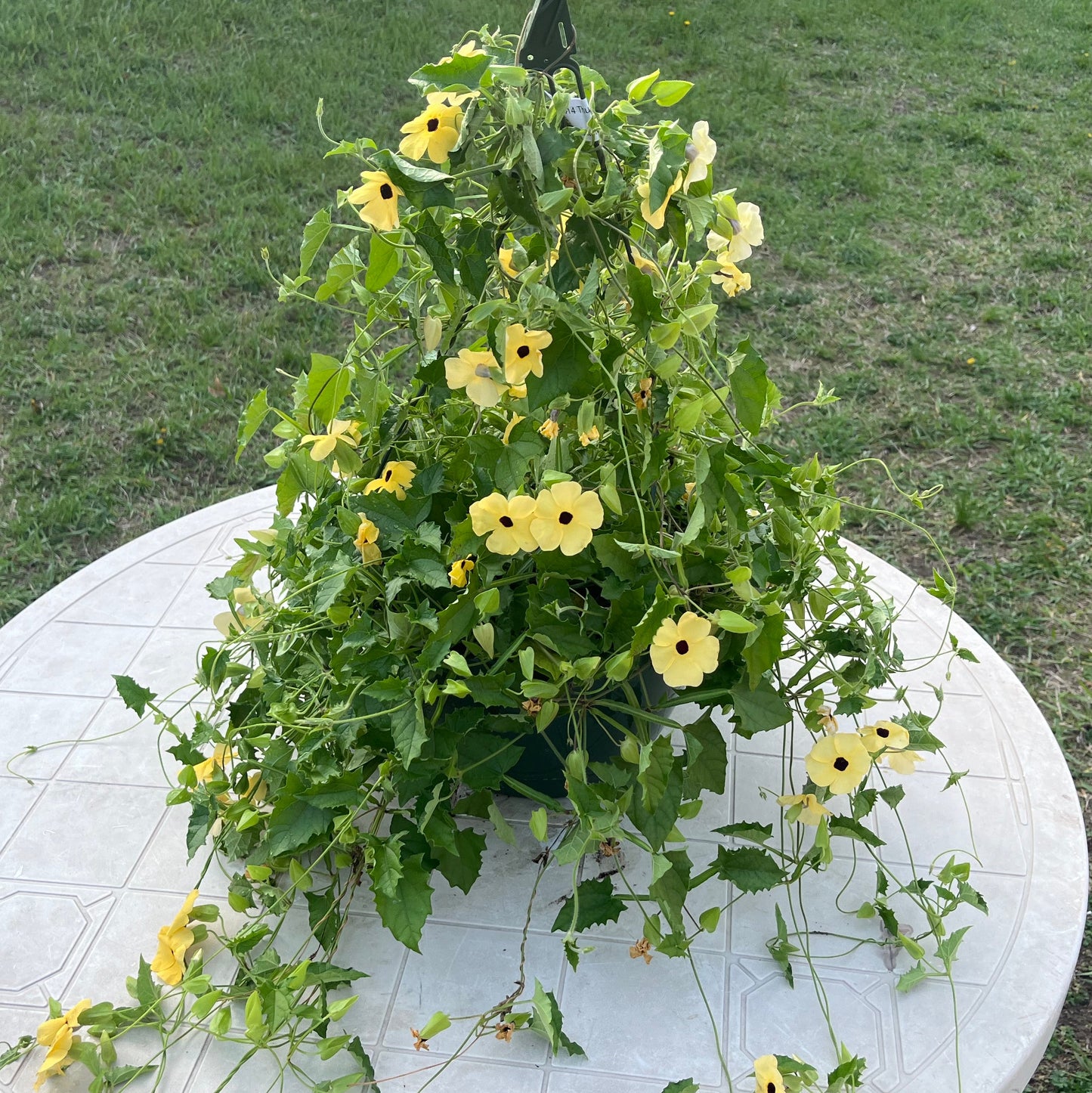 Black-eyed Susan Vine  Thunbergia - Yellow, Sun Preference: Sun or Partial Shade