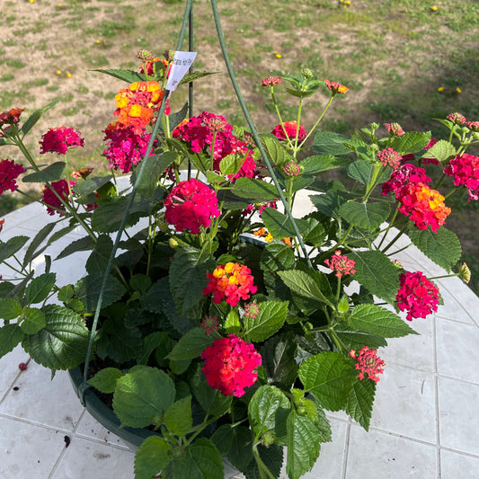 Lantana - hot pink, Sun Preference: Sun