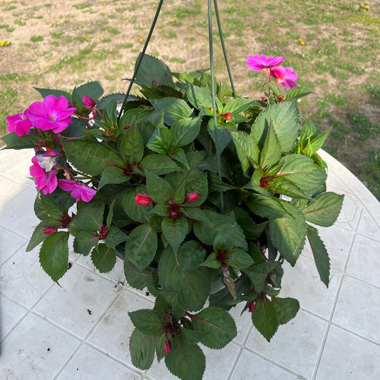 Impatiens  - hot pink, purple, hot coral combo, Sun Preference: Sun