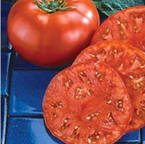 Tomatoes - NEW Beefmaster - 3 1/2'' pot, Sun Preference: Sun