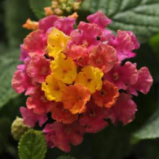 Lantana - Lucky Hot Pink, Sun Preference: Sun