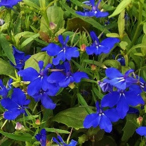 Lobelia (upright) - midnight blue 4pk, Sun Preference: Sun to Partial Shade