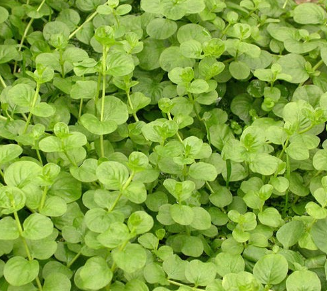 Lysimachia - moneywort, Sun Preference: Sun