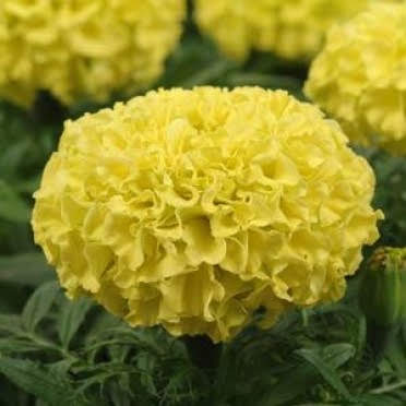 Marigold (African) - yellow 4pk, Sun Preference: Sun