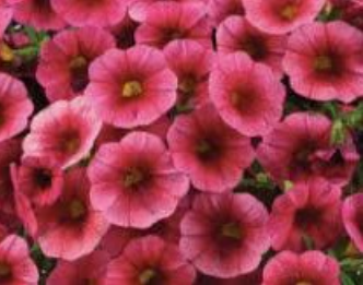 Million Bells - pink, Sun Preference: Sun