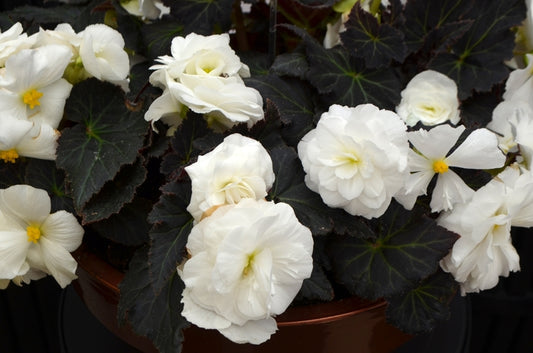 Begonia (tuberous) - mocha white (white with dark leaves), Sun Preference: Partial Shade