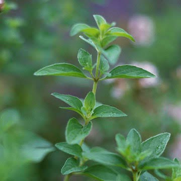 Herb - Oregano, Sun Preference: Sun