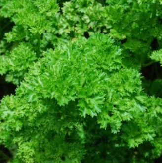 Herb - Parsley - Curly, Sun Preference: Sun