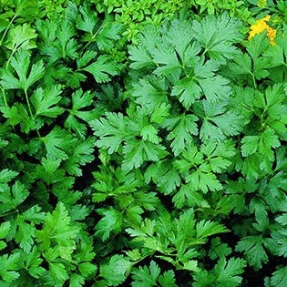 Herb - Parsley - Italian, Sun Preference: Sun