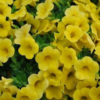 Million Bells - yellow, Sun Preference: Sun