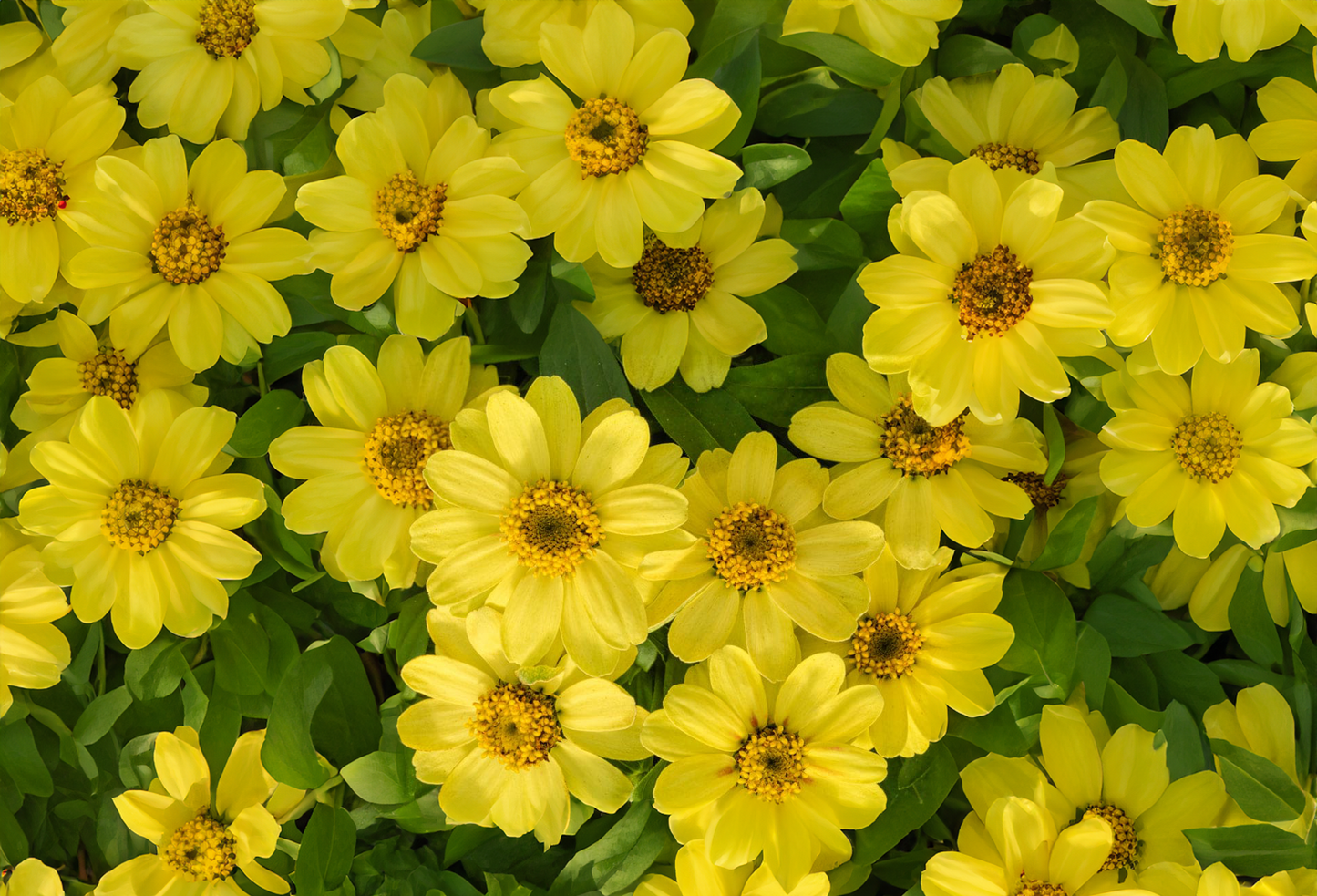 Zinnia Profusion yellow 4pk, Sun Preference: Sun