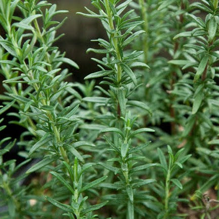 Herb - Rosemary, Sun Preference: Sun