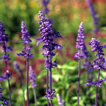Salvia - blue 4pk, Sun Preference: Sun