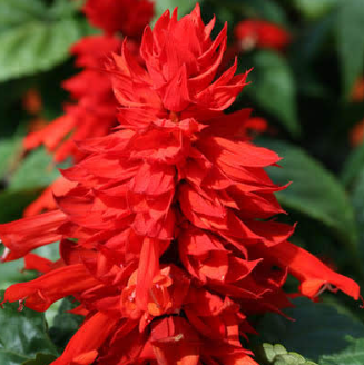 Salvia - red (medium) 4pk, Sun Preference: Sun