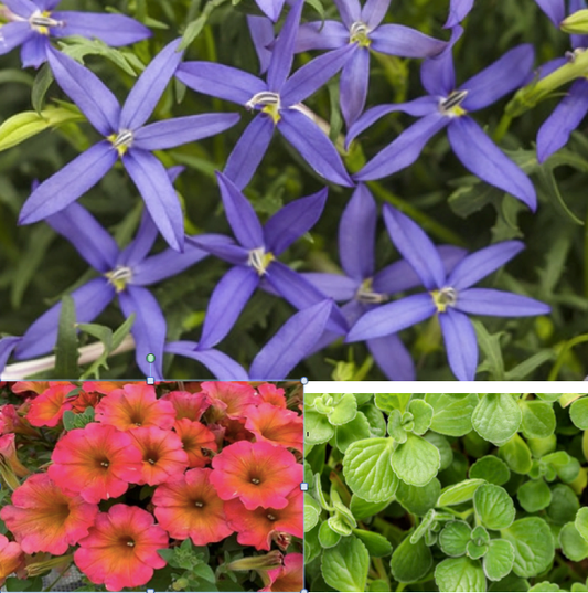 Premium Combo NEW Laurentia Beth Blue Starflower, Petunia Mayan Sunset, Cerveza Lime Plectranthus, Sun Preference: Sun