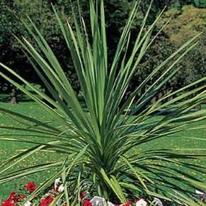 Spike - Dracaena, Sun Preference: Sun or Partial Shade