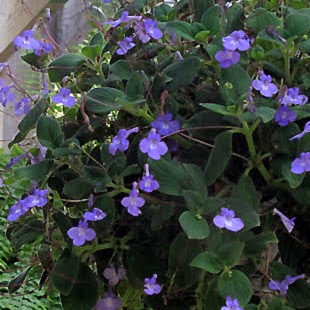 Streptocarpella - blue, Sun Preference: Partial Shade