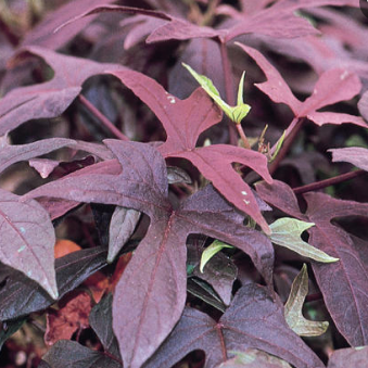 Sweet Potato Vine - Blackie, Sun Preference: Sun to Partial Shade