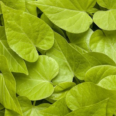 Sweet Potato Vine - Lime Heart, Sun Preference: Sun to Partial Shade