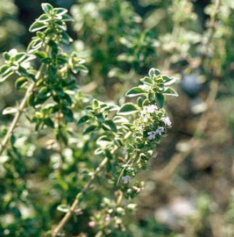 Herb - Thyme, Sun Preference: Sun