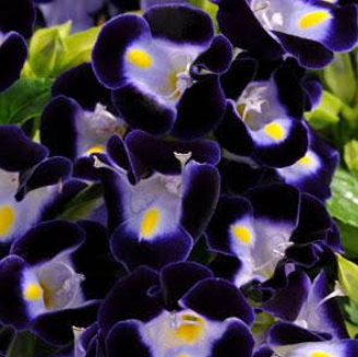 Torenia - blue 4pk, Sun Preference: Partial Shade