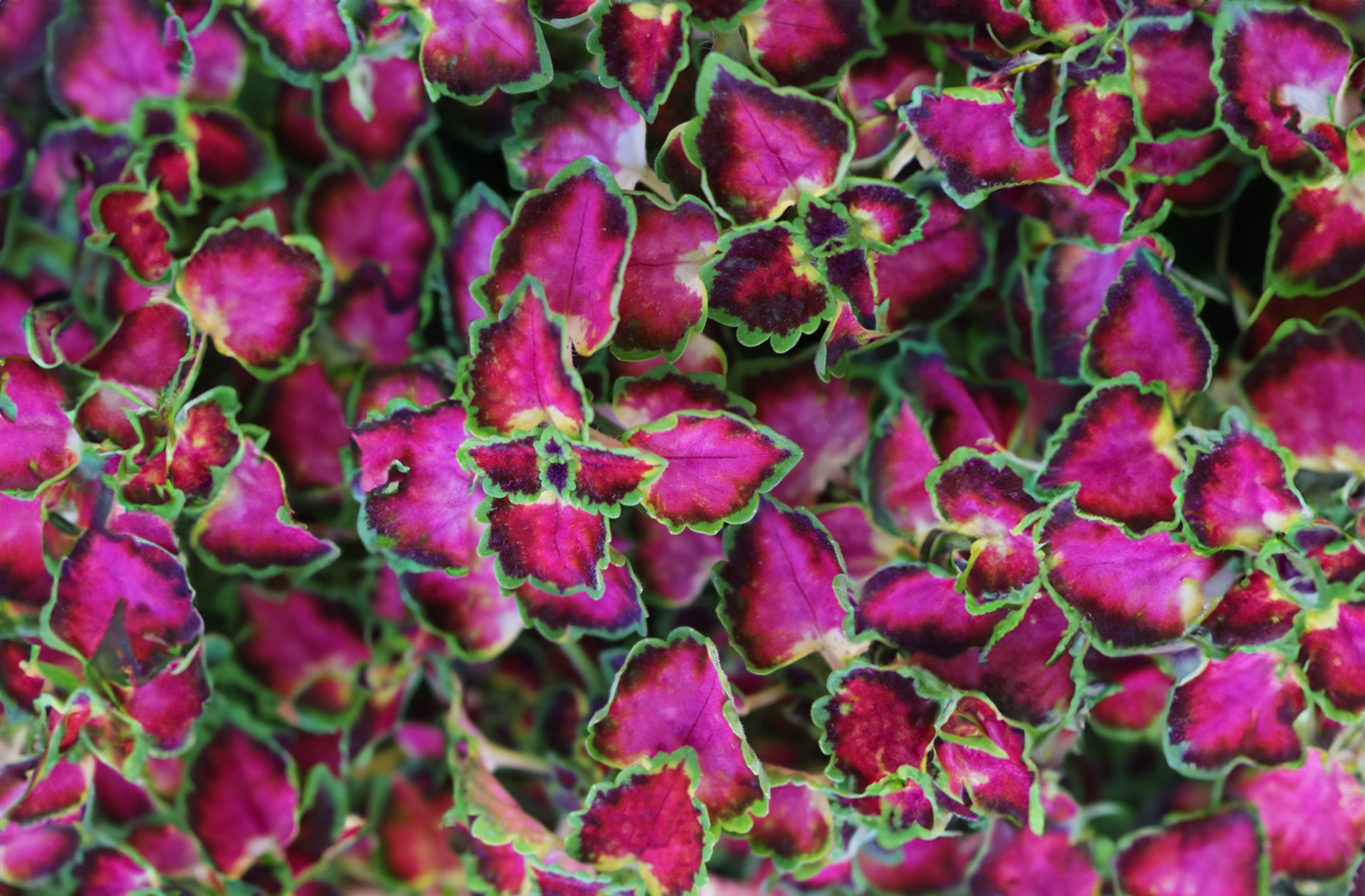 Coleus (trailing) - Angel, Sun Preference: Sun to Partial Shade