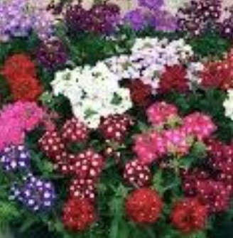 Verbena mix 4 pk, Sun Preference: Sun