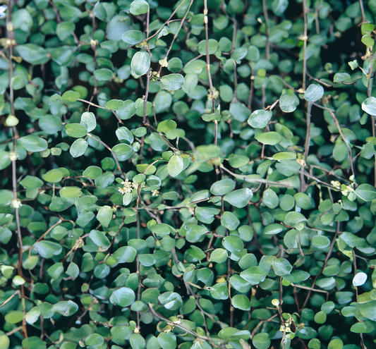 Wire Vine, Sun Preference: Partial Shade