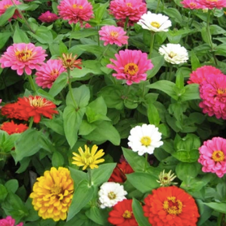 Zinnia - State Fair (2-3 ft tall) 4pk, Sun Preference: Sun