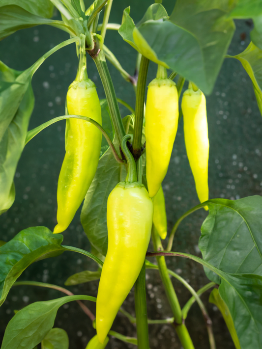 Peppers - Sweet Banana (mild) - 4 pack, Sun Preference: Sun