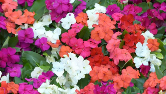Impatiens (Beacon) - mix 4pk, Sun Preference: Partial Shade