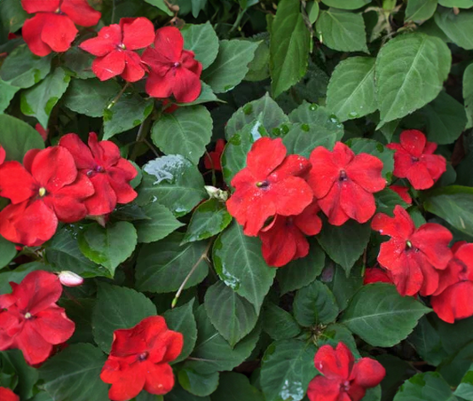 Impatiens (Beacon) - red 4pk, Sun Preference: Partial Shade